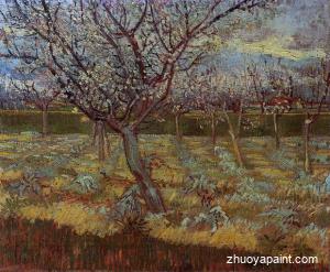 Apricot Tree in Bloom