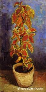 Coleus Plant in a Flower Pot