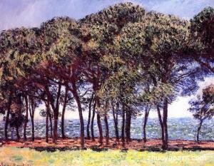 Pine Trees, Cap d&acute;Antibes