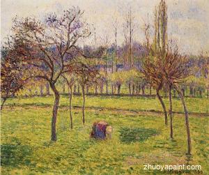 Apple Trees in a Field