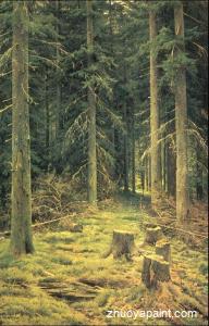Coniferous forest
