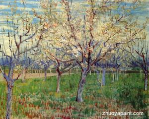Orchard with Blossoming Apricot Trees