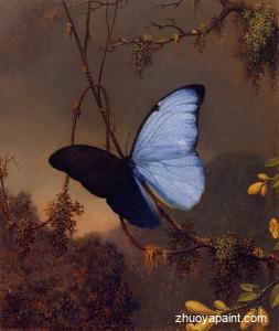 Blue Morpho Butterfly