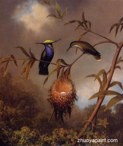 Black-Breasted Plovercrest